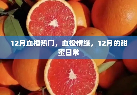 12月血橙情缘,甜蜜日常的浪漫篇章