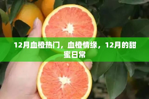 12月血橙情缘,甜蜜日常的浪漫篇章