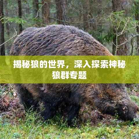 揭秘狼的世界,深入探索神秘狼群专题