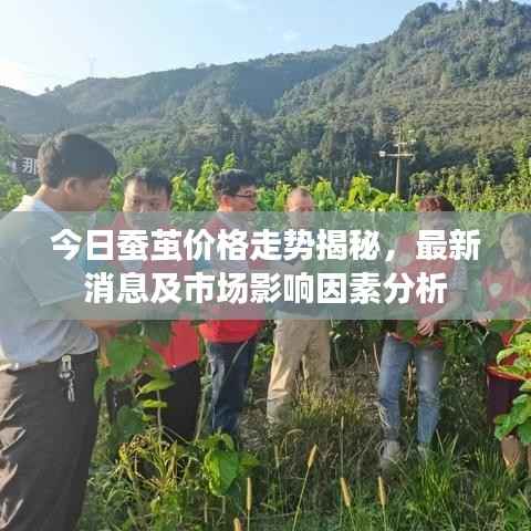 今日蚕茧价格走势揭秘，最新消息及市场影响因素分析