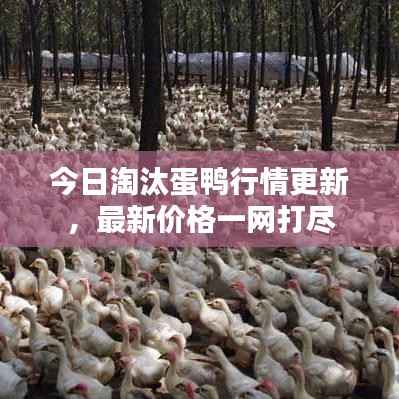 今日淘汰蛋鸭行情更新,最新价格一网打尽