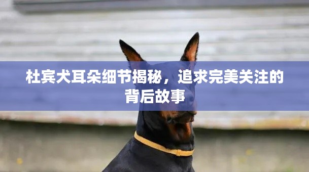 杜宾犬耳朵细节揭秘,追求完美关注的背后故事