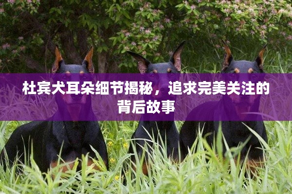 杜宾犬耳朵细节揭秘,追求完美关注的背后故事