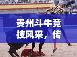 贵州斗牛竞技风采,传统运动的荣耀与传承,世界排名揭晓!