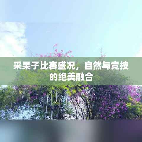 采果子比赛盛况,自然与竞技的绝美融合